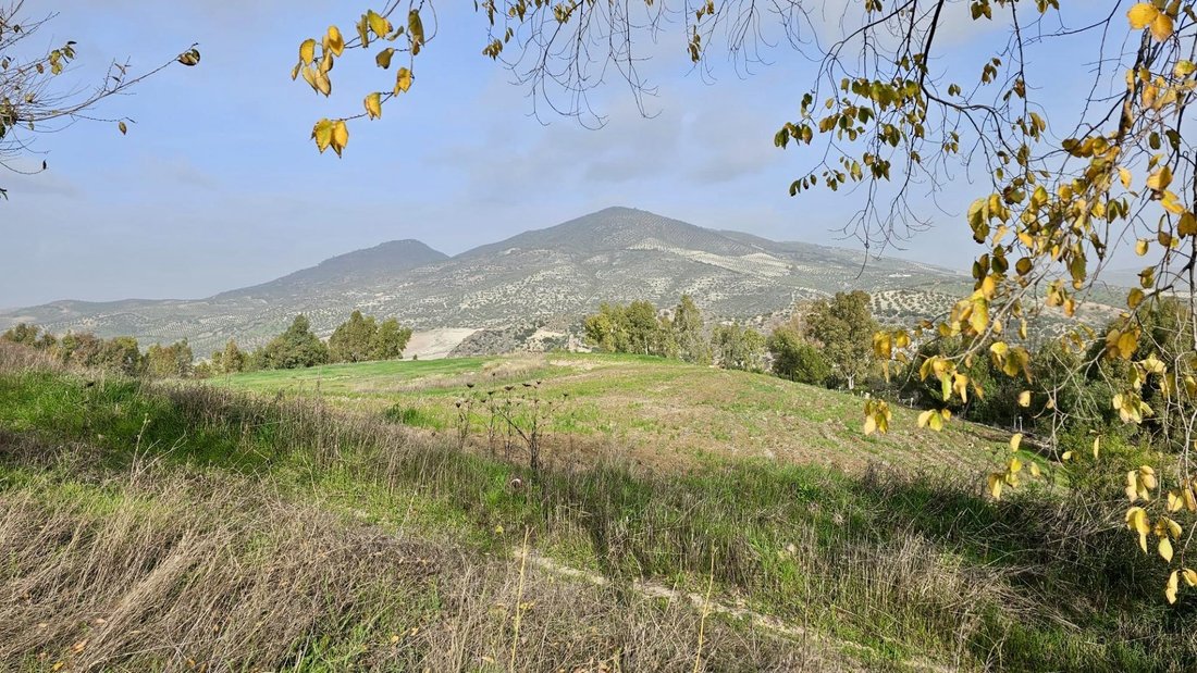 Andere in Olvera, Andalusien, Spanien 3 - 16669292