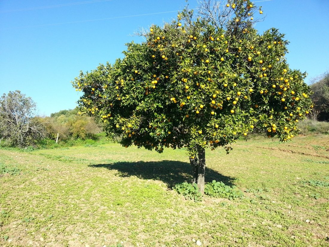 Land in Almodovar del Rio, Andalusia, Spain 2 - 16671027