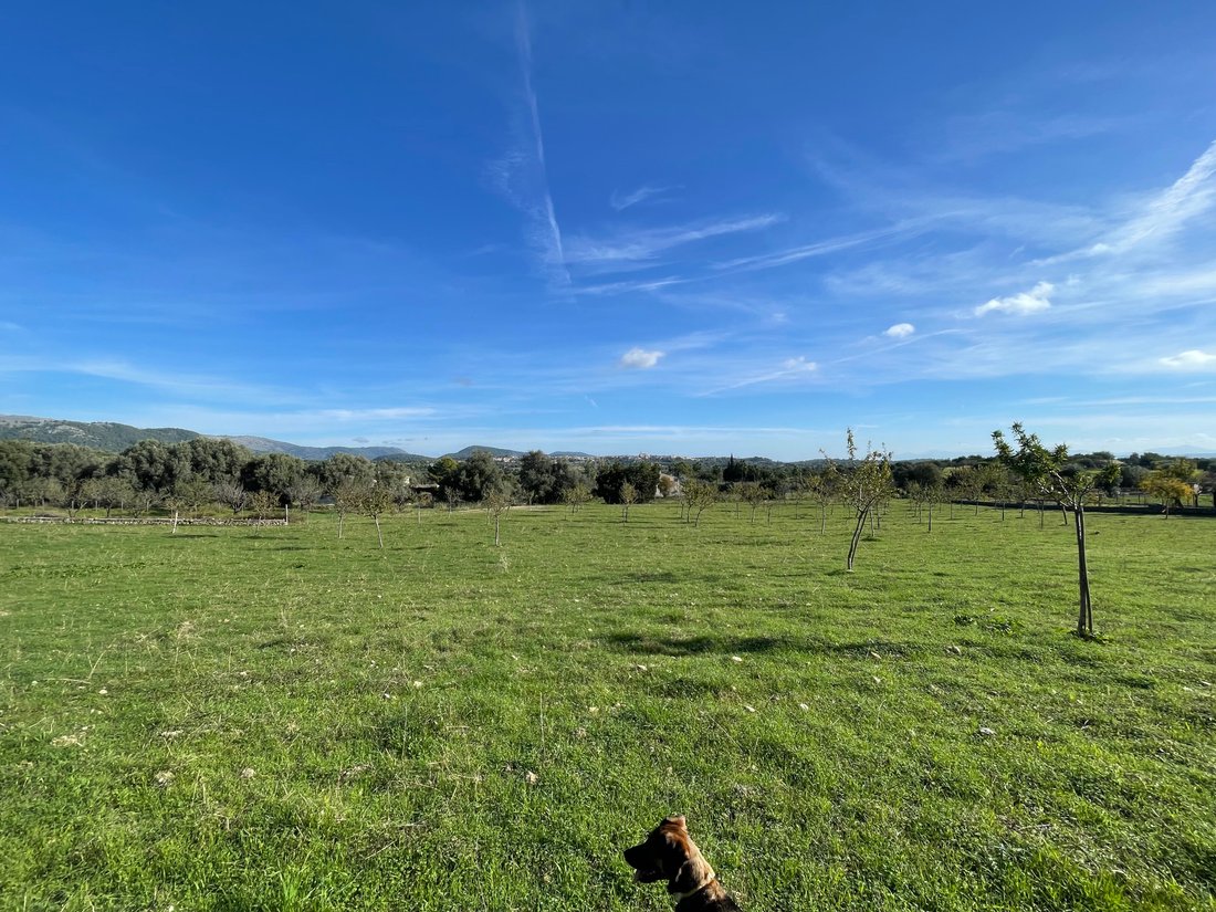 Terreno a Selva, Isole Baleari, Spagna 5 - 16669529