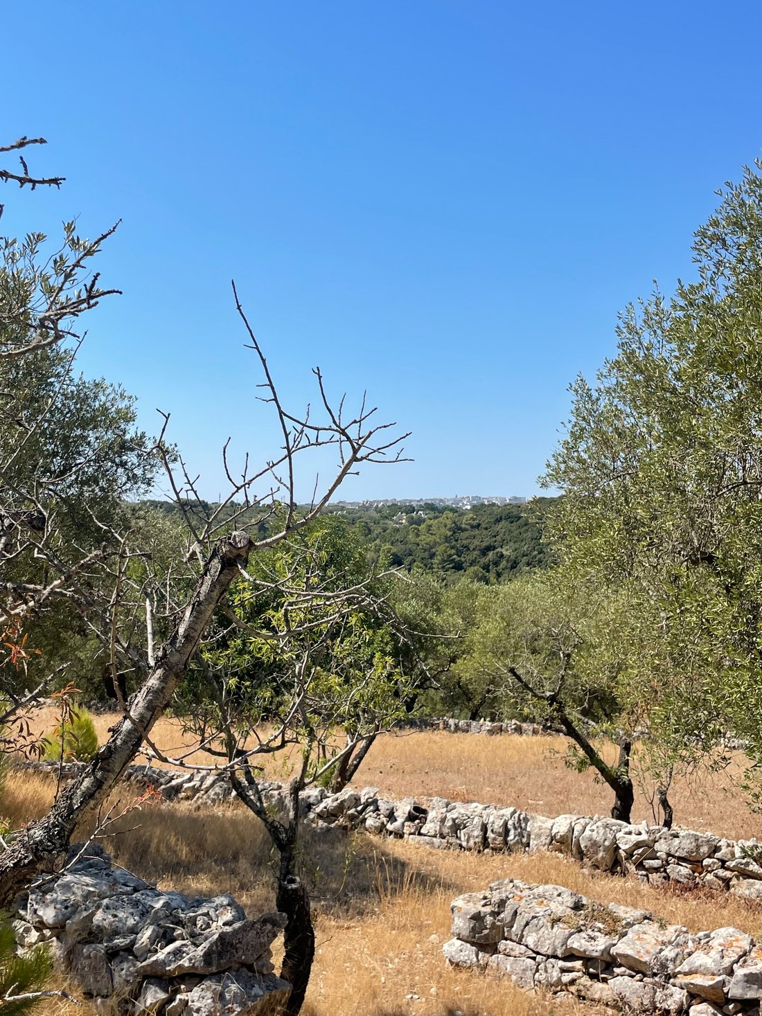 Villa in Cisternino, Apulia, Italy 2 - 16671467