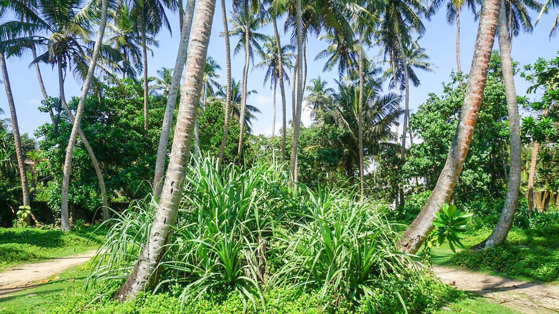 Land in Talpe, Southern Province, Sri Lanka 3 - 16681793
