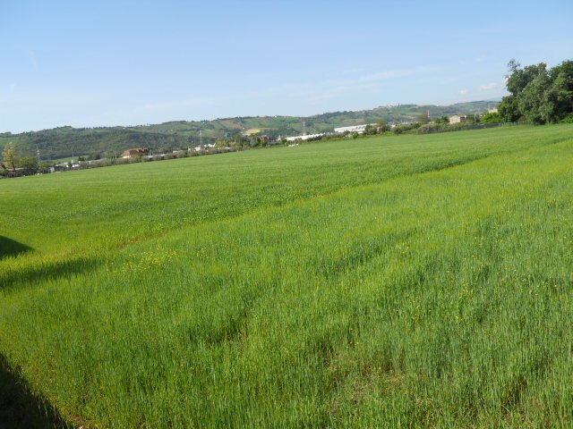 Land in Monteprandone, Marche, Italy 1 - 16679426