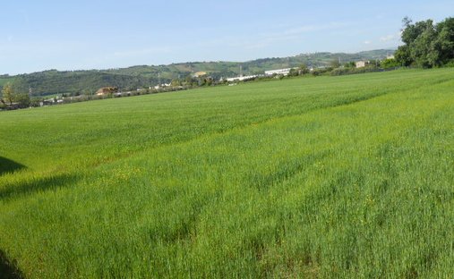 Land in Monteprandone, Marche, Italy 1