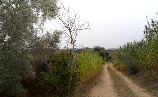 Land in Monteprandone, Marche, Italy 1