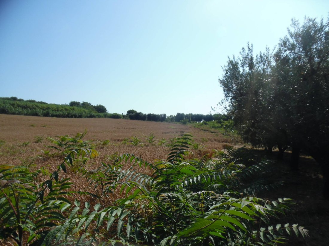 Land in Monteprandone, Marche, Italy 4 - 16679480