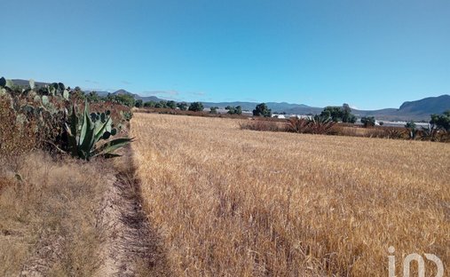 Terrain à San Francisco, État d'Hidalgo, Mexique 1