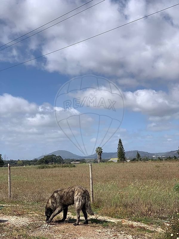 Terreno a Palmela, Setúbal Municipality, Portogallo 1 - 16677902