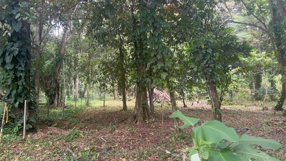 Land in Bocas del Toro, Bocas del Toro Province, Panama 1 - 16679367