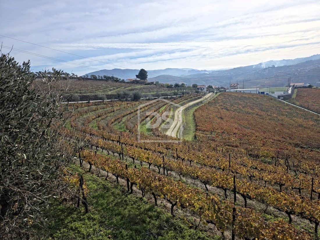 Farm Ranch in Fontelas, Vila Real District, Portugal 4 - 16258044