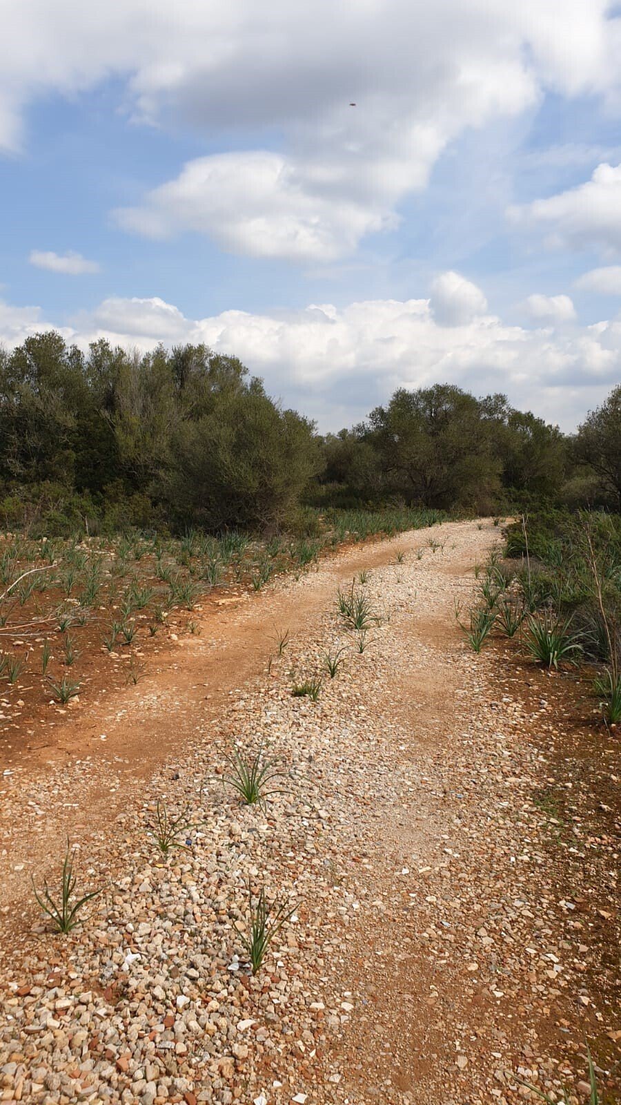 Llucmajor, Balearic Islands, Spain 4 - 14420327