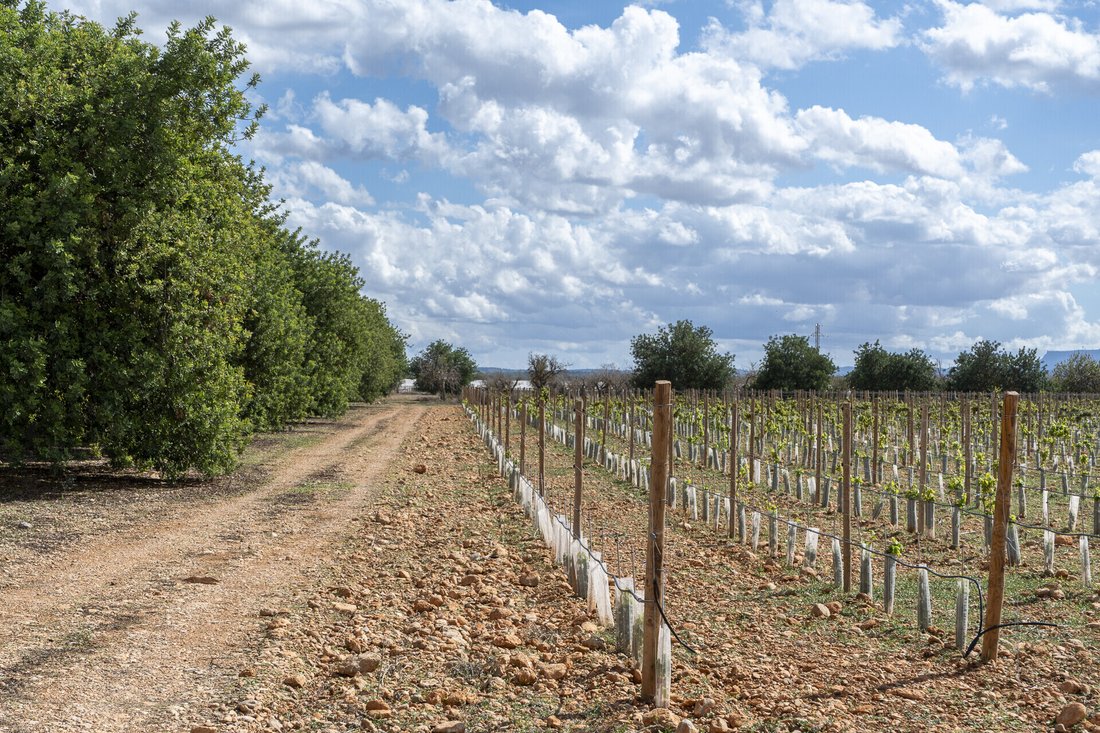 Land in Binissalem, Balearic Islands, Spain 2 - 16682437
