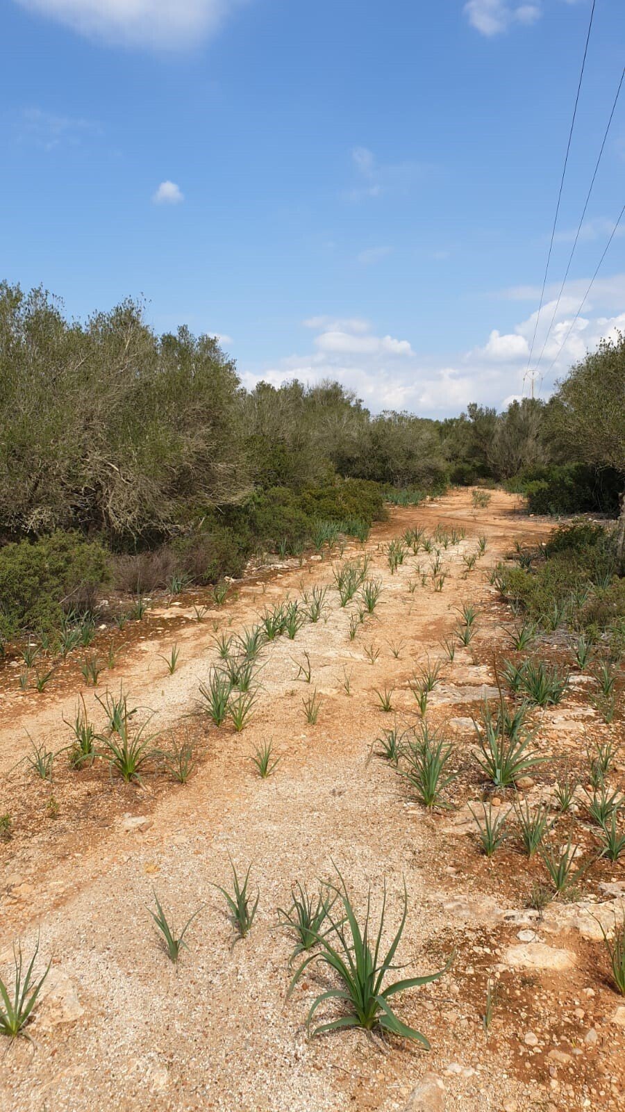Llucmajor, Balearic Islands, Spain 5 - 14420327