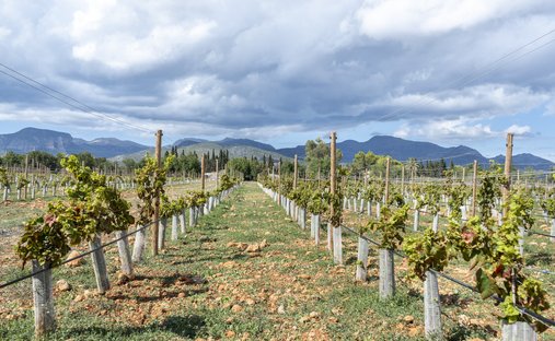 Land in Binissalem, Balearic Islands, Spain 1
