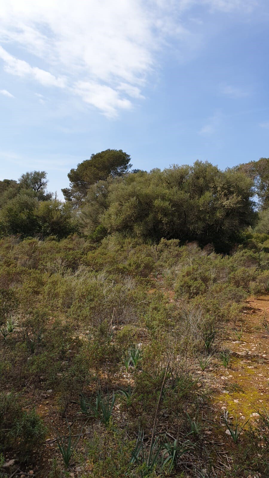 Llucmajor, Balearic Islands, Spain 2 - 14420327