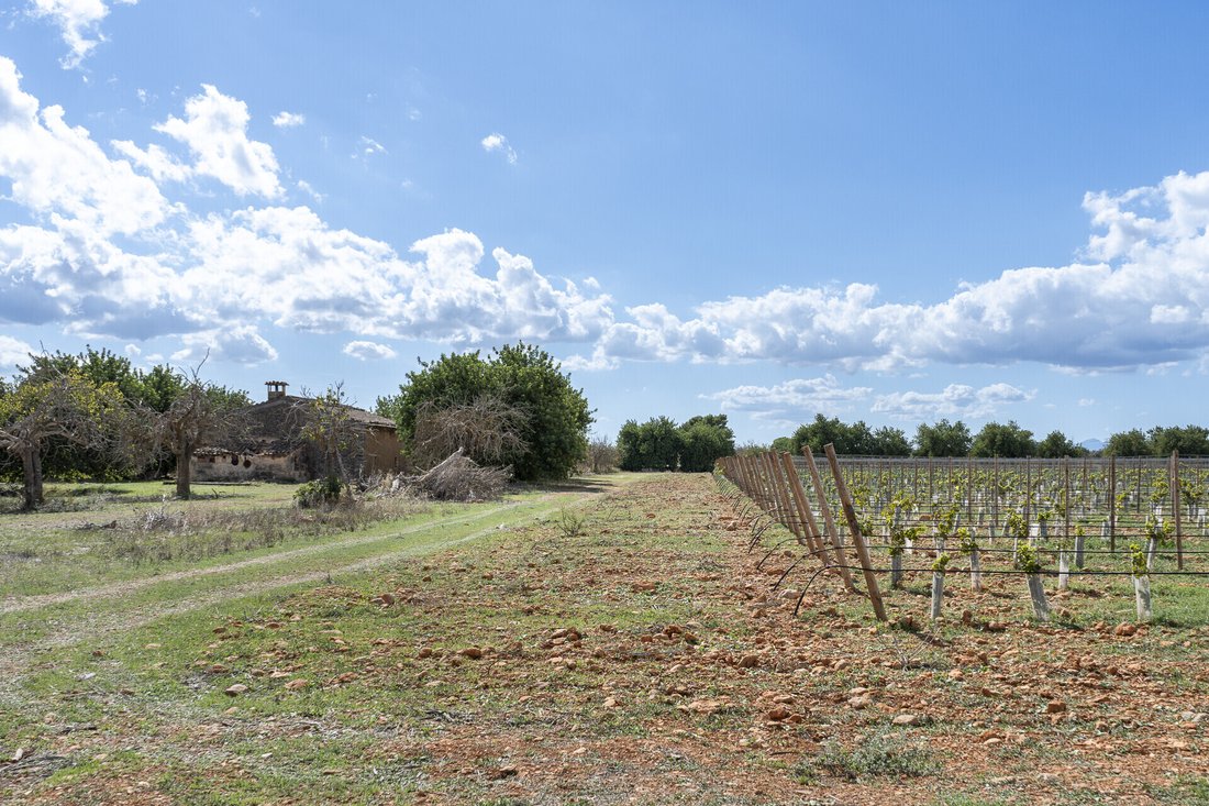 Land in Binissalem, Balearic Islands, Spain 4 - 16682437