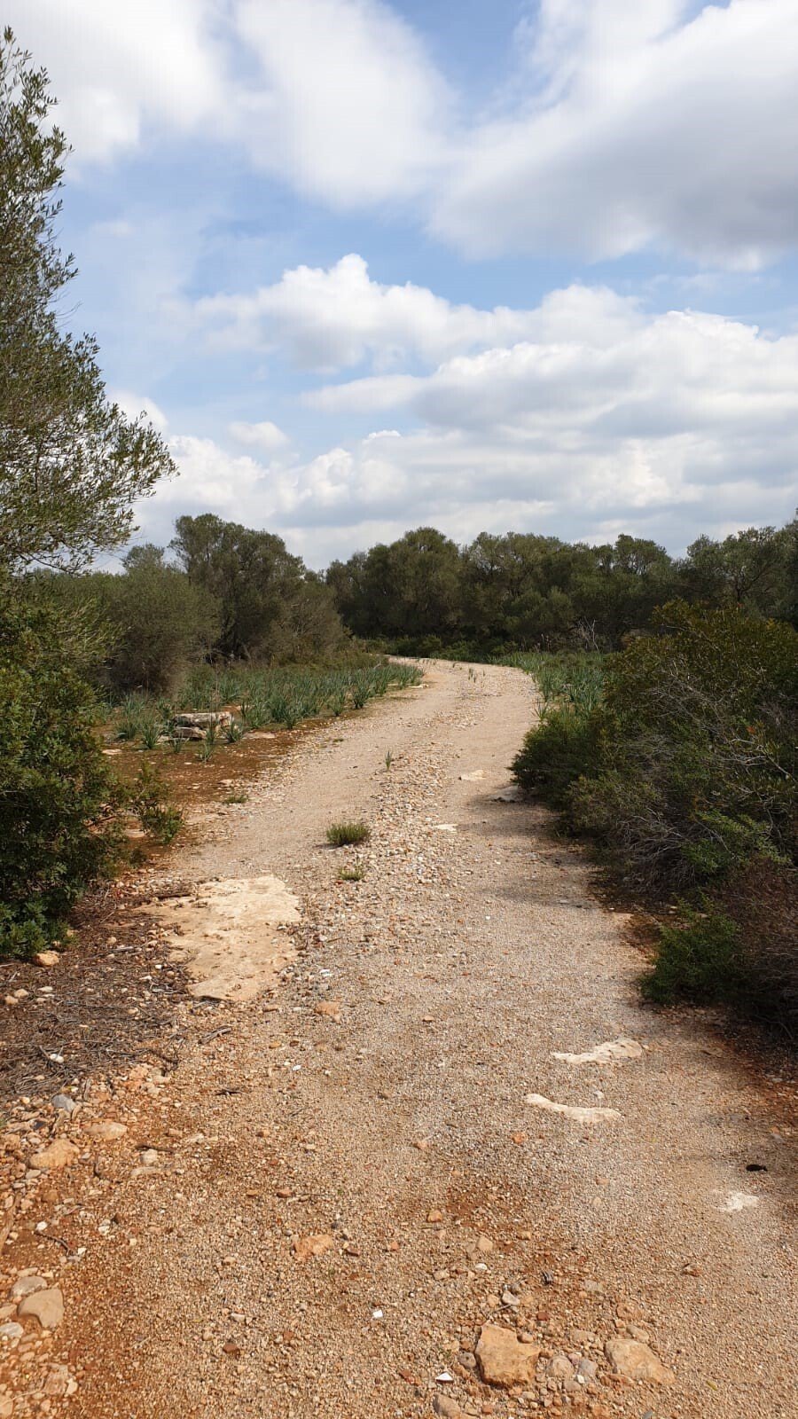Llucmajor, Balearic Islands, Spain 3 - 14420327