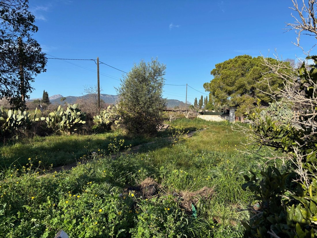 Land in Palma, Balearic Islands, Spain 1 - 16682398