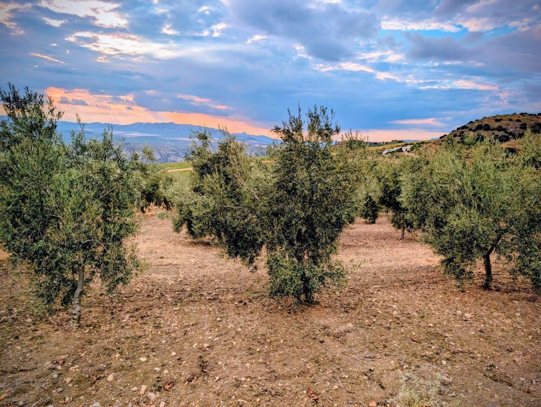 Azienda agricola a Telde, Isole Canarie, Spagna 1 - 16682523