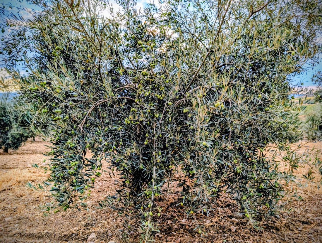 Azienda agricola a Telde, Isole Canarie, Spagna 2 - 16682523
