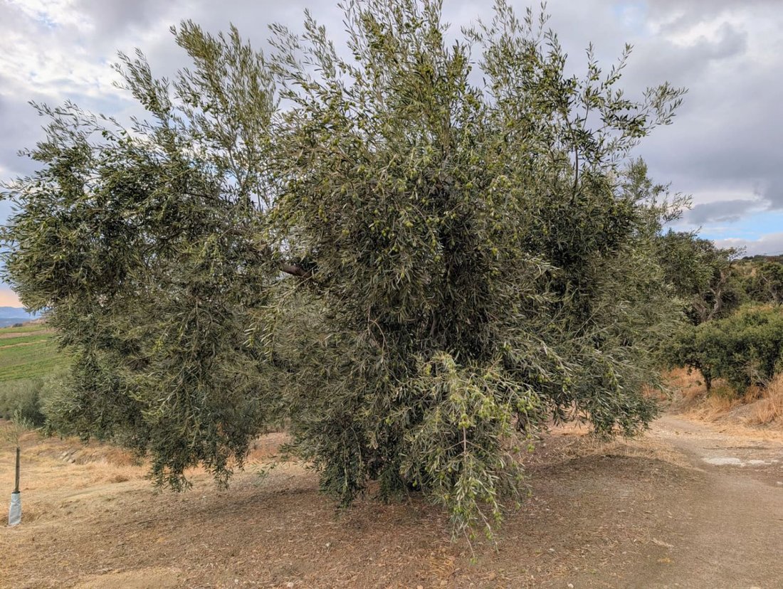 Azienda agricola a Telde, Isole Canarie, Spagna 5 - 16682523