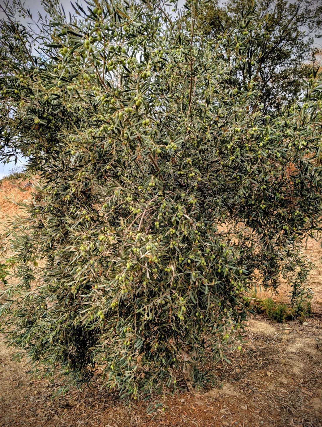 Azienda agricola a Telde, Isole Canarie, Spagna 3 - 16682523