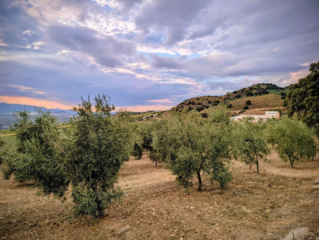 Azienda agricola a Telde, Isole Canarie, Spagna 4 - 16682523
