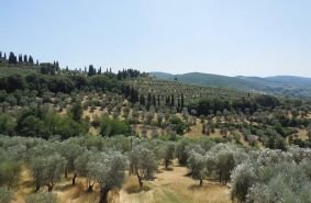 Villa in Lastra a Signa, Tuscany, Italy 4 - 16696762