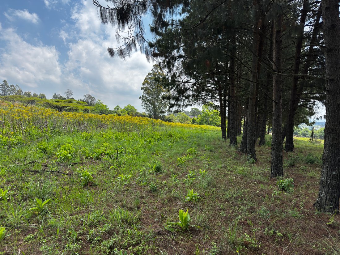 Land in Howick, KwaZulu-Natal, South Africa 4 - 16697892