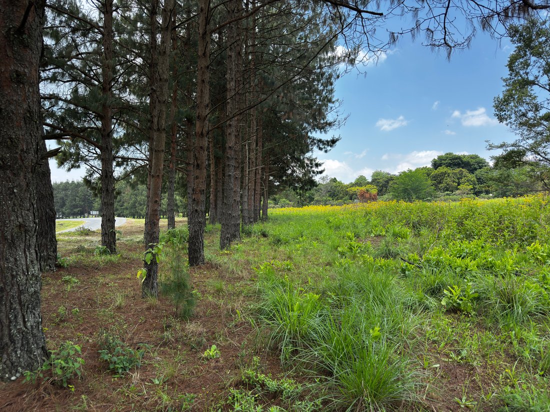 Land in Howick, KwaZulu-Natal, South Africa 3 - 16697892