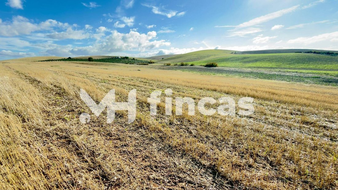 Land in Utrera, Andalusia, Spain 3 - 16700762