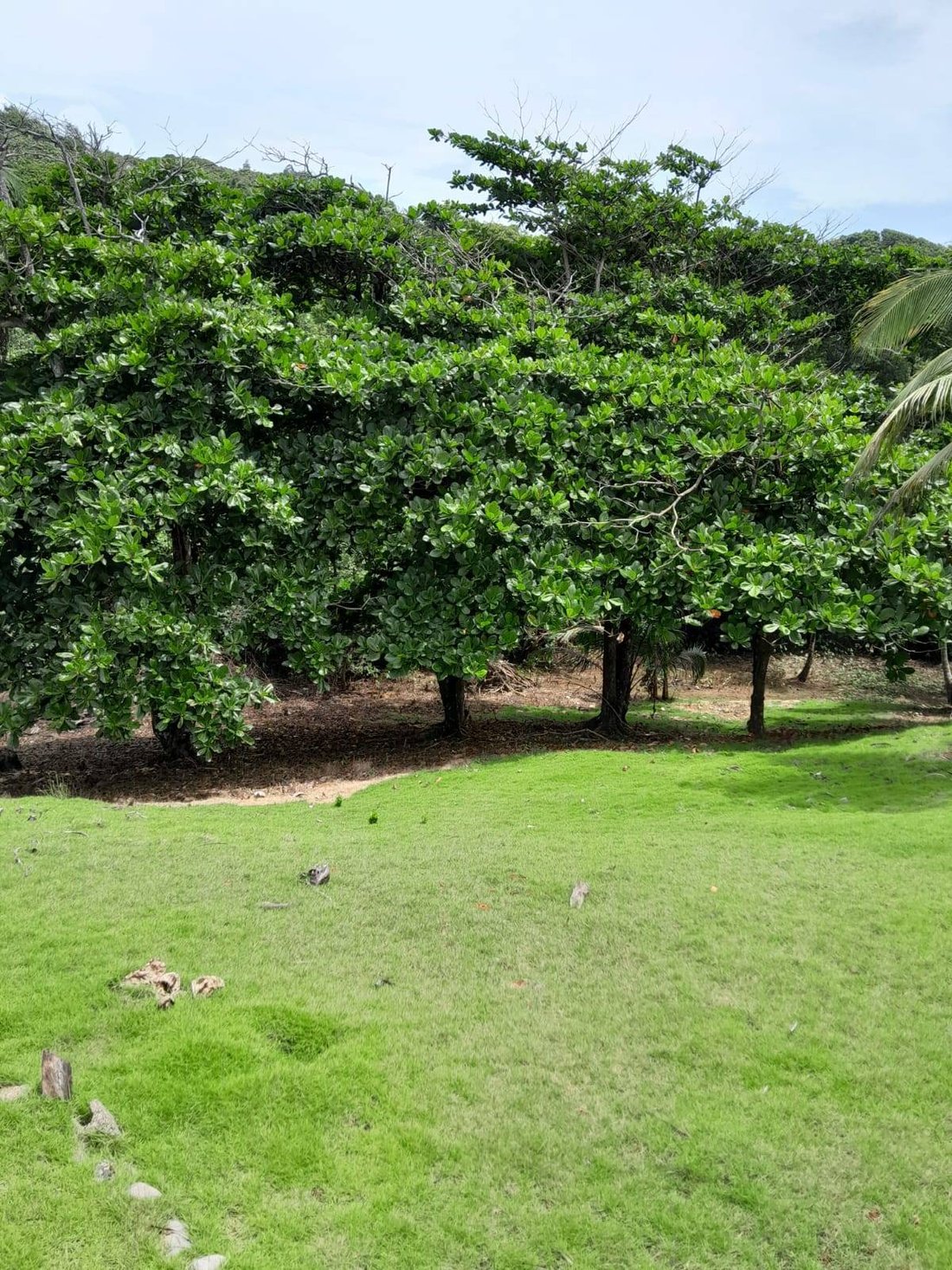Land in Colón, Colón Province, Panama 3 - 16704088
