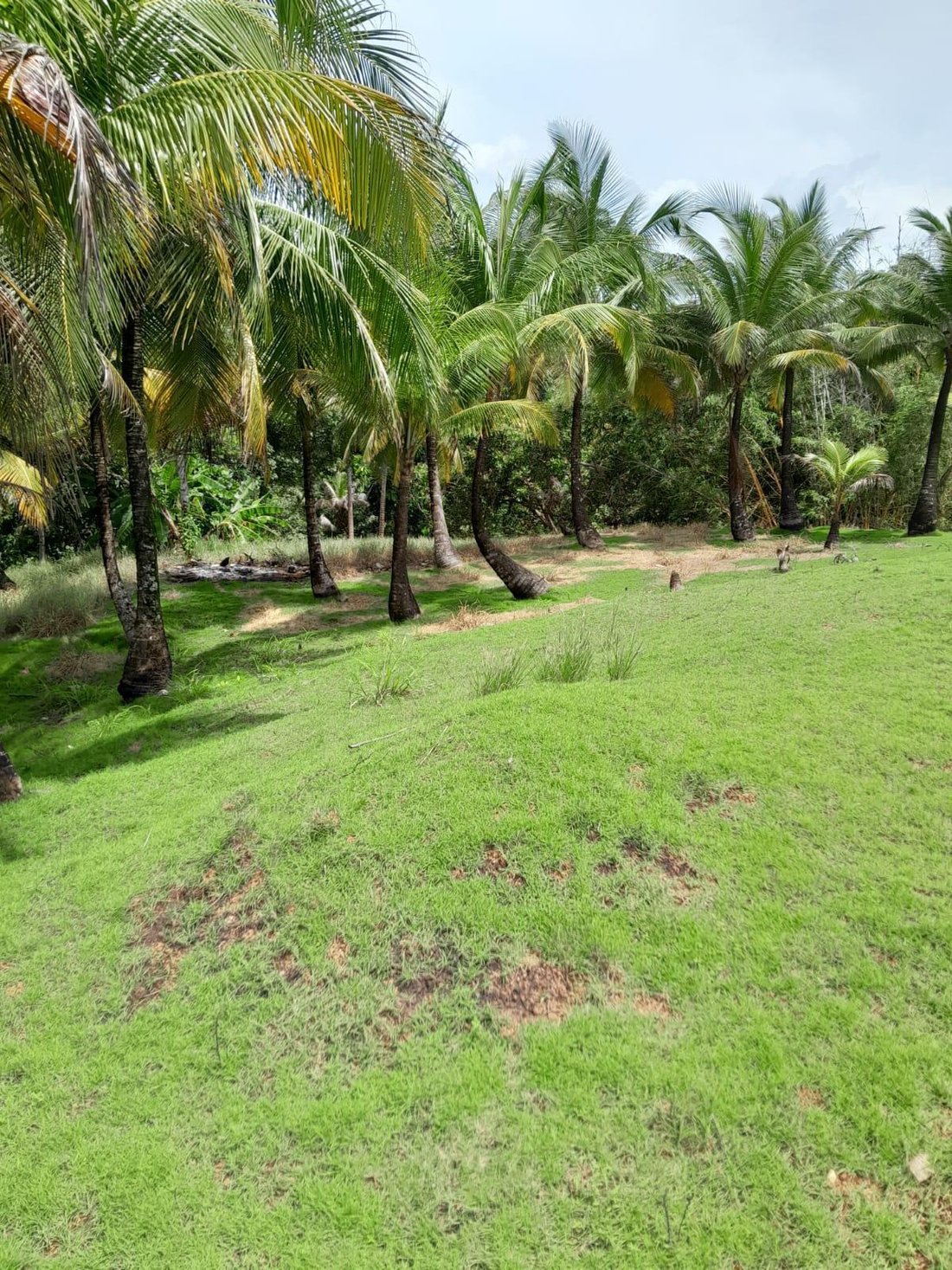 Land in Colón, Colón Province, Panama 4 - 16704088