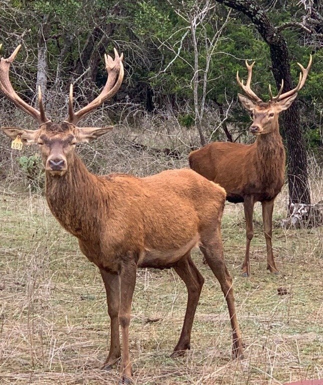 Farm Ranch in Lampasas, Texas, United States 2 - 16705857