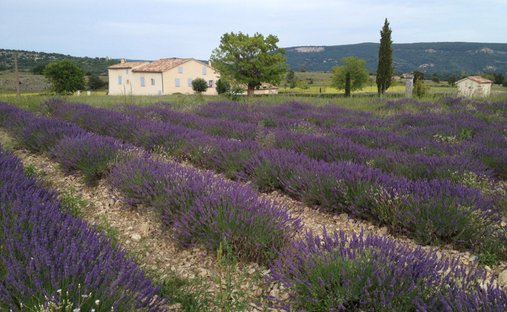Castle for Sale in Forcalquier, Provence-Alpes-Côte d'Azur, France