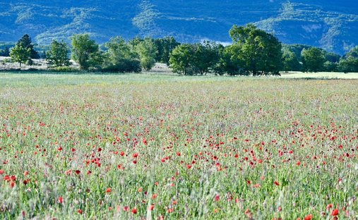 Castle for Sale in Forcalquier, Provence-Alpes-Côte d'Azur, France