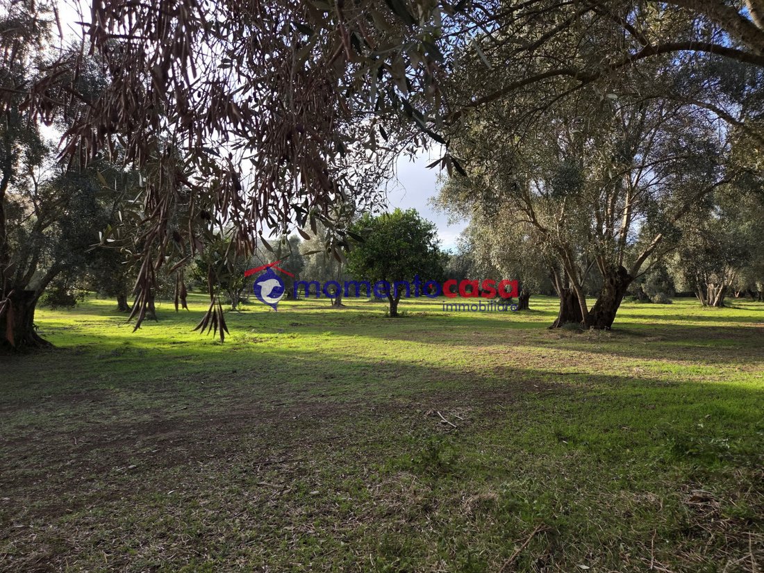 Land in Seminara, Calabria, Italy 2 - 16713799