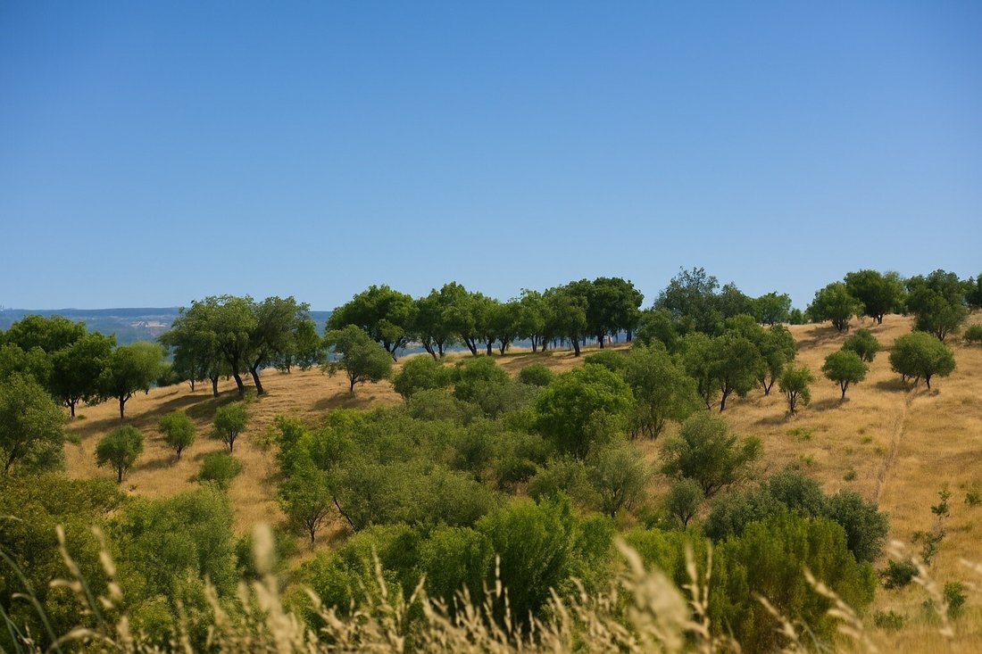 Land in Aldeia Velha, Portalegre District, Portugal 5 - 15896022