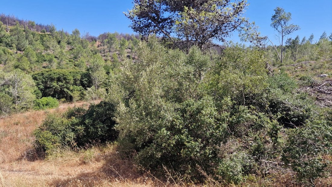 Land in Alcabideche, Lisbon, Portugal 4 - 15946329