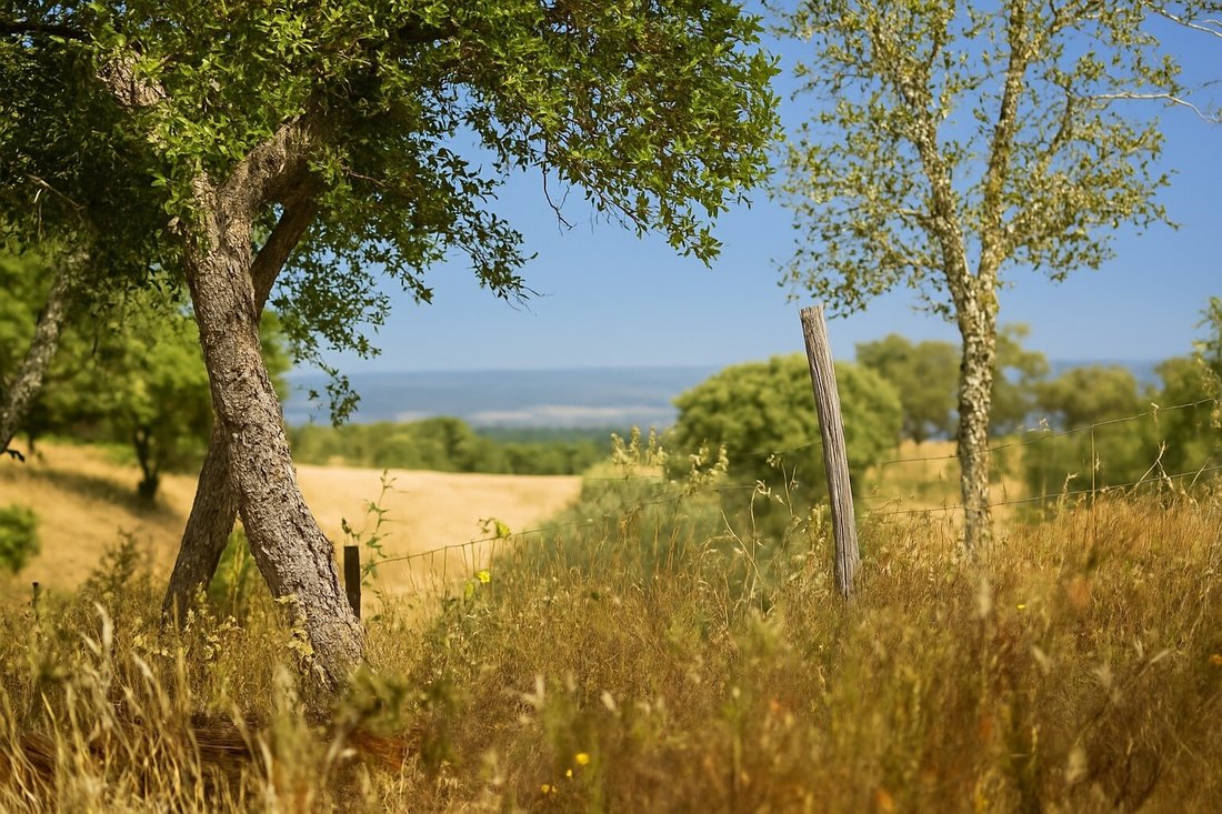 Land in Aldeia Velha, Portalegre District, Portugal 4 - 15896022