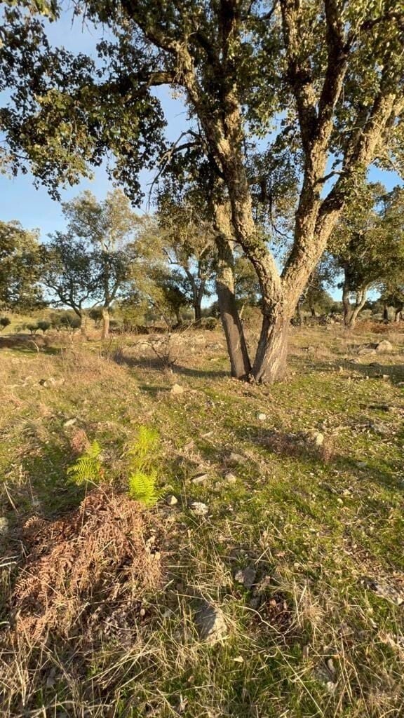 Farm Ranch in Fortios, Portalegre District, Portugal 4 - 14995747