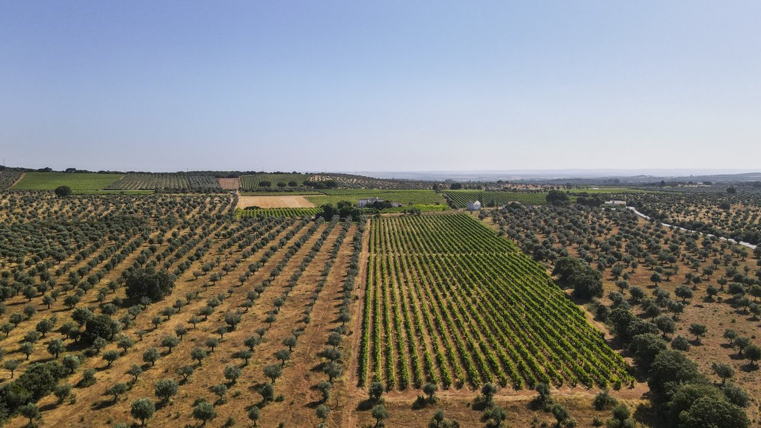 Finca in Estremoz (Santa Maria e Santo Andre), Évora District, Portugal 3 - 14995647