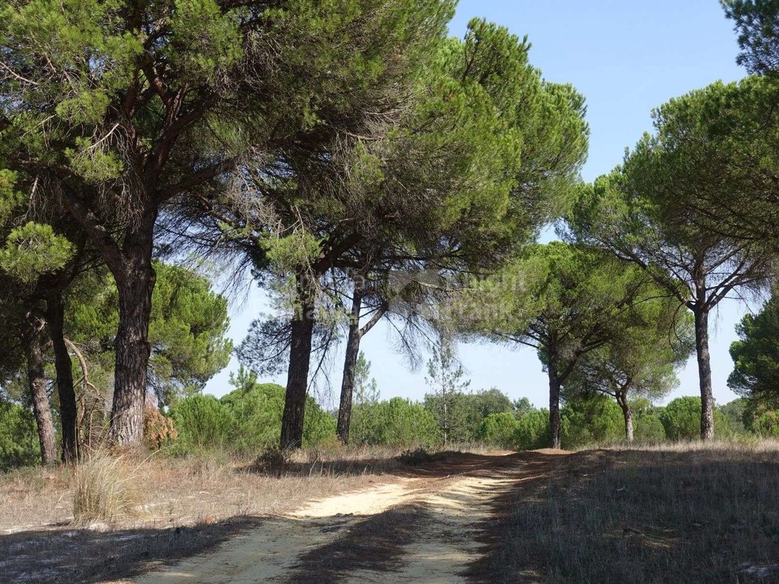 Land in Grandola e Santa Margarida da Serra, Setubal, Portugal 5 - 15015662