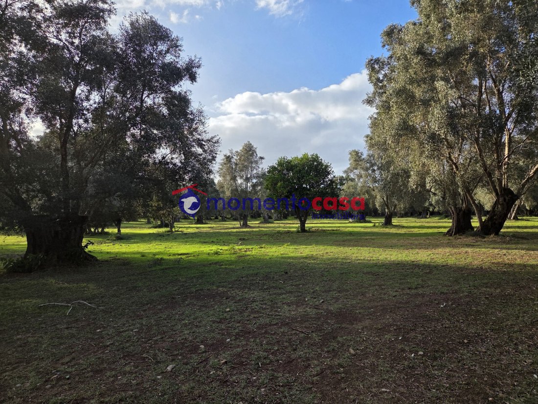 Land in Seminara, Calabria, Italy 1 - 16713799