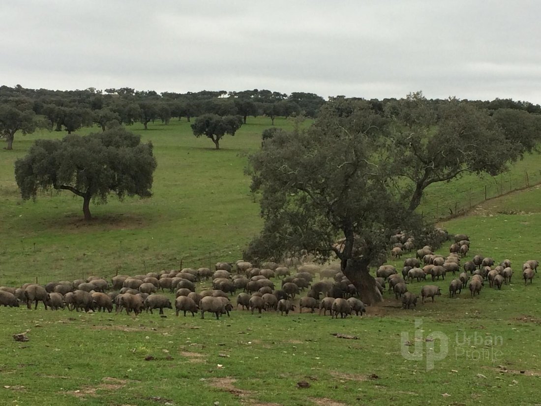 Tenuta a Santo Aleixo da Restauração, Distretto di Beja, Portogallo 4 - 14787658