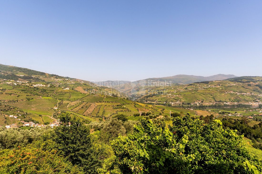 Finca in Sao Cipriano e Vil do Souto, Viseu District, Portugal 1 - 15882301