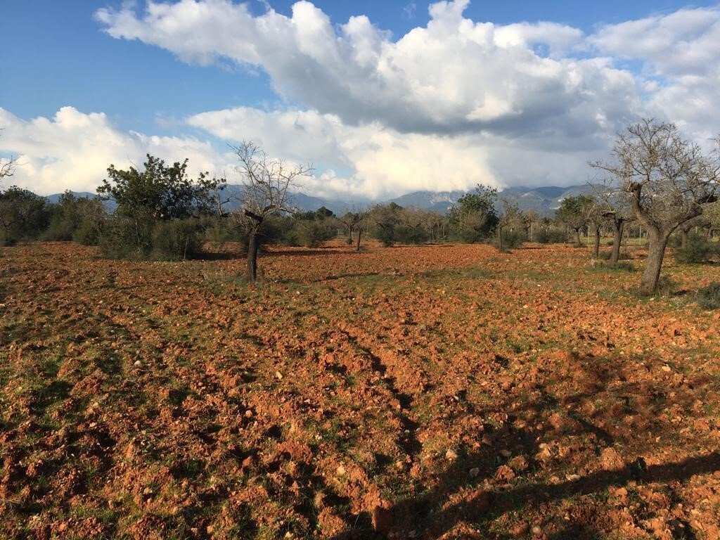 Terreno a Marratxí, Isole Baleari, Spagna 4 - 16174348