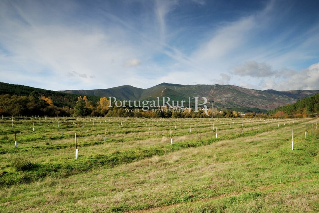 Finca in Covilha e Canhoso, Castelo Branco District, Portugal 2 - 14864363