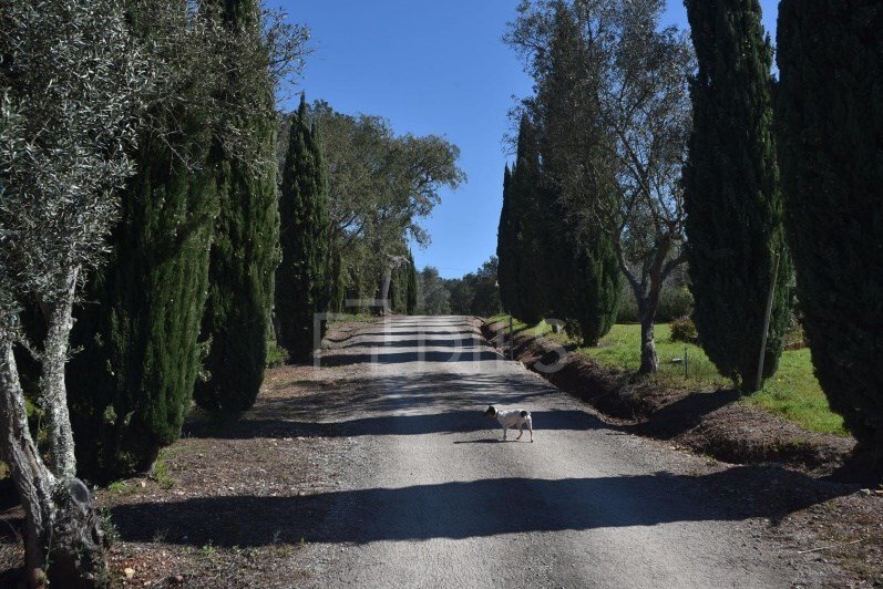 Finca in Santo Andre, Setubal, Portugal 5 - 15443898