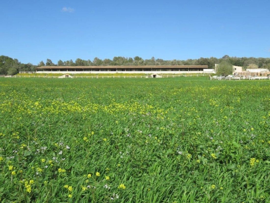 Country House in Campos, Balearic Islands, Spain 2 - 11761308