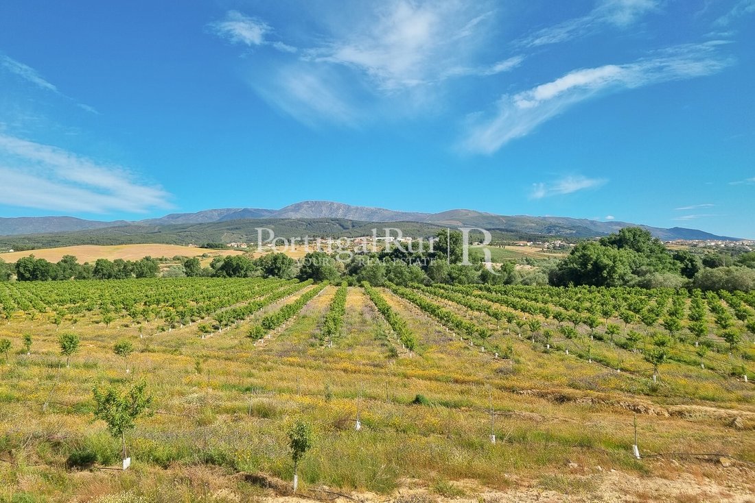Estate in Alvados, Leiria District, Portugal 1 - 13867448